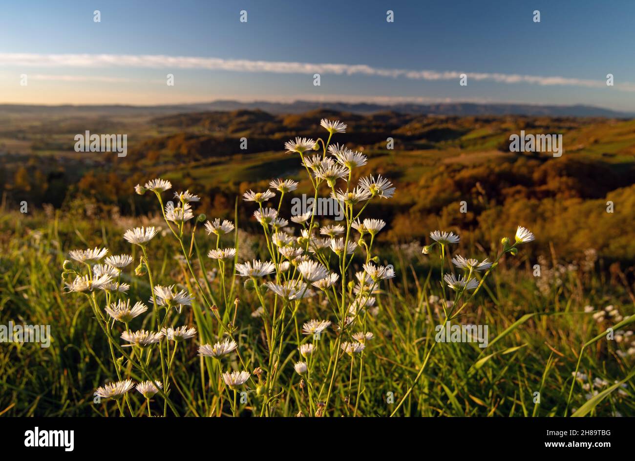 Primer plano de las flores de margarita y un hermoso paisaje en el fondo Foto de stock