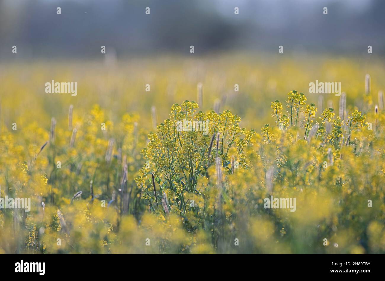 Hermosos cortacéspedes salvajes amarillos creciendo en un campo durante la temporada de dummer Foto de stock