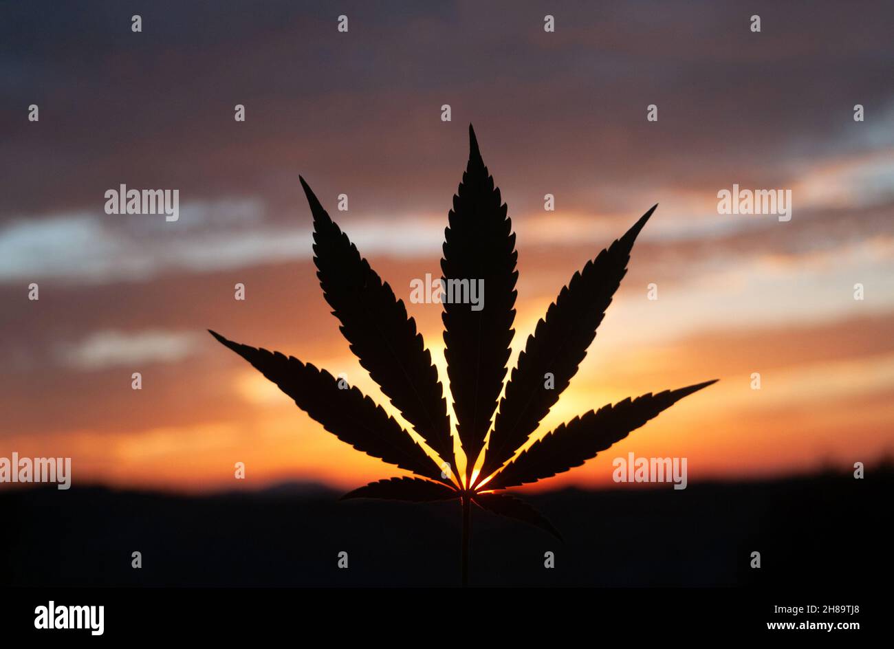 Silueta de hoja de cannabis, retroiluminada por la luz del sol de la mañana Foto de stock