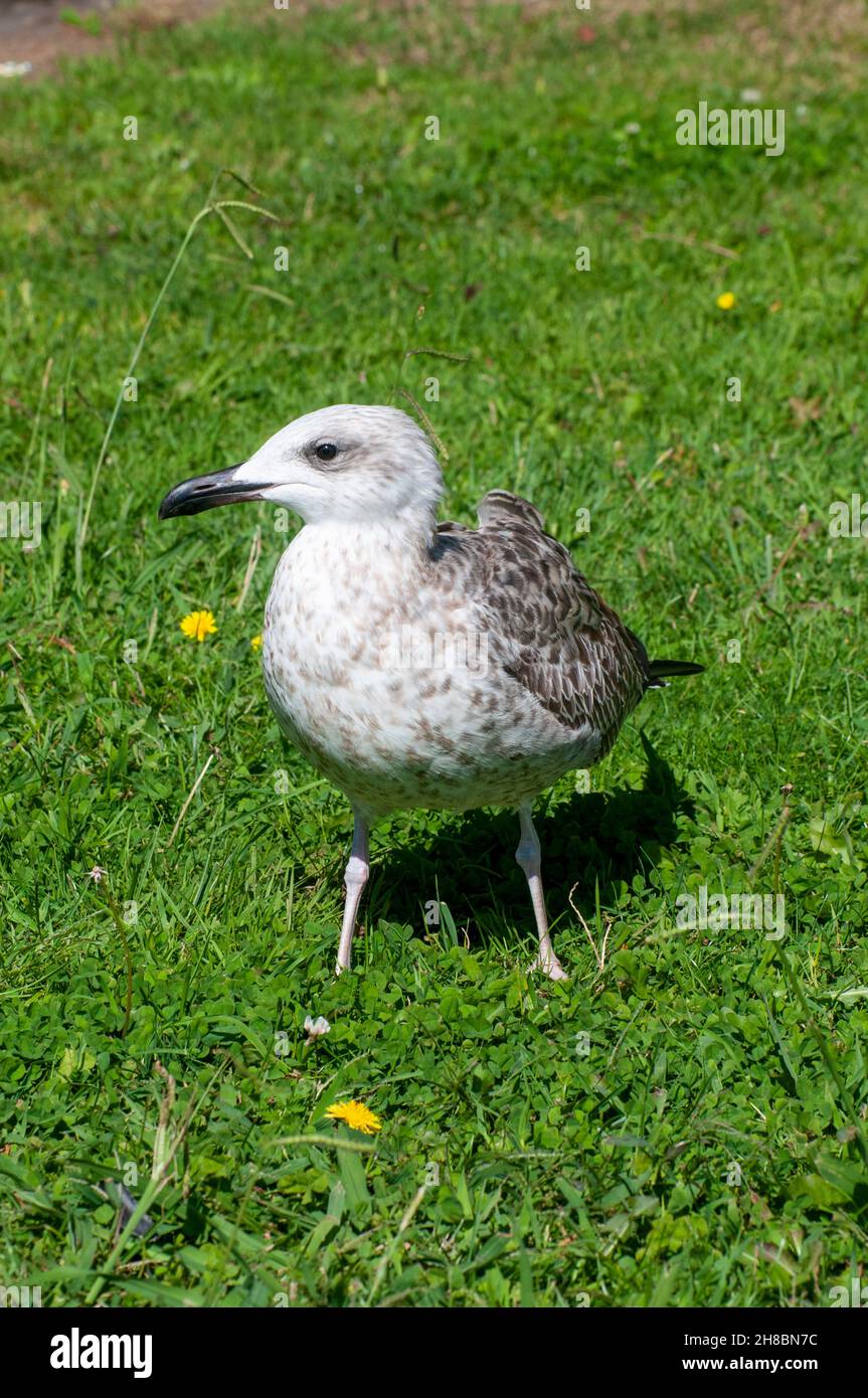 Seagull saltos sobre el césped de un parque urbano en Porto, Portugal Foto de stock