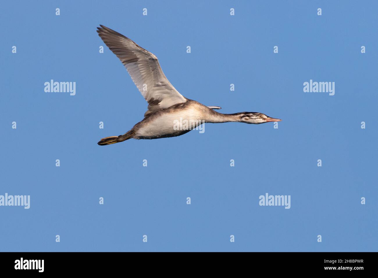 Gran Crested Grebe (juvenil) en vuelo Farmoor Reservoir, Oxon, Reino Unido Foto de stock