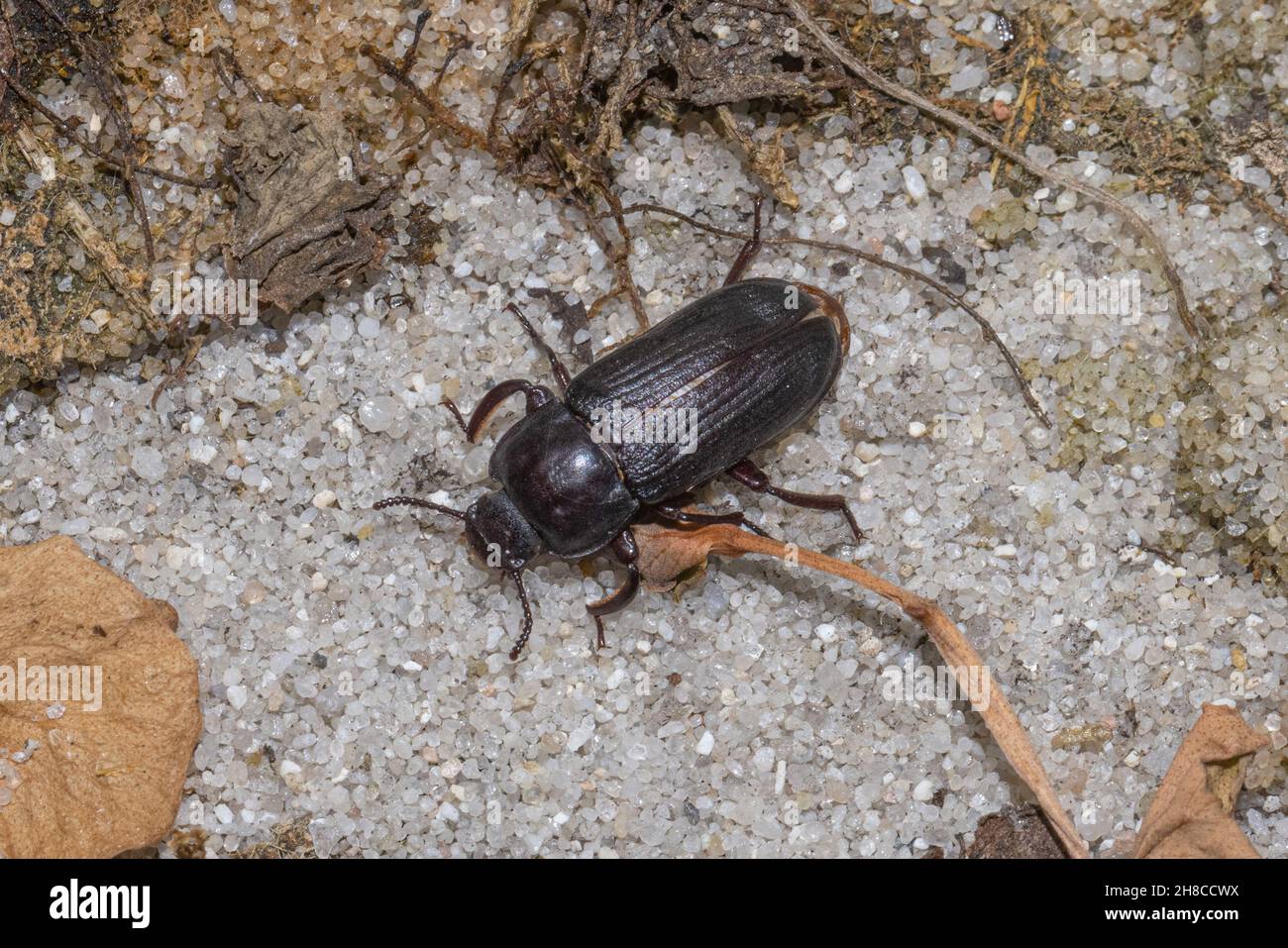 Escarabajo amarillo de gusano de carne (Tenebrio molitor), en tierra arenosa, Alemania Foto de stock