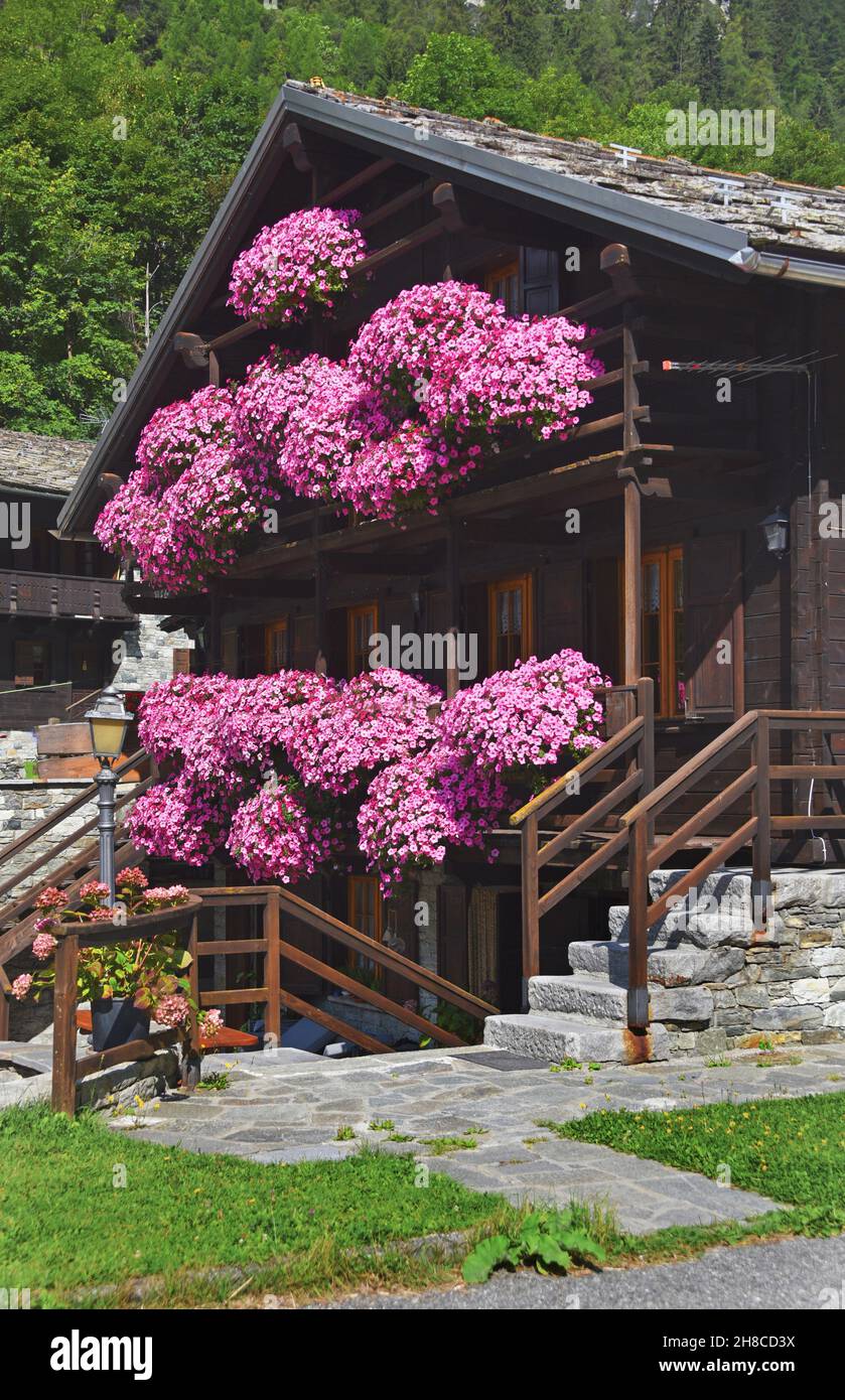 jardín petunia (Petunia x hybrida, Petunia-Hybride), casa de madera con flores petunias, Italia, Valle de Aosta, Gressoney Foto de stock
