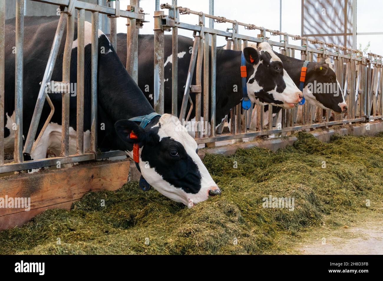 Holstein Vacas de Frisia en una granja lechera. Foto de stock