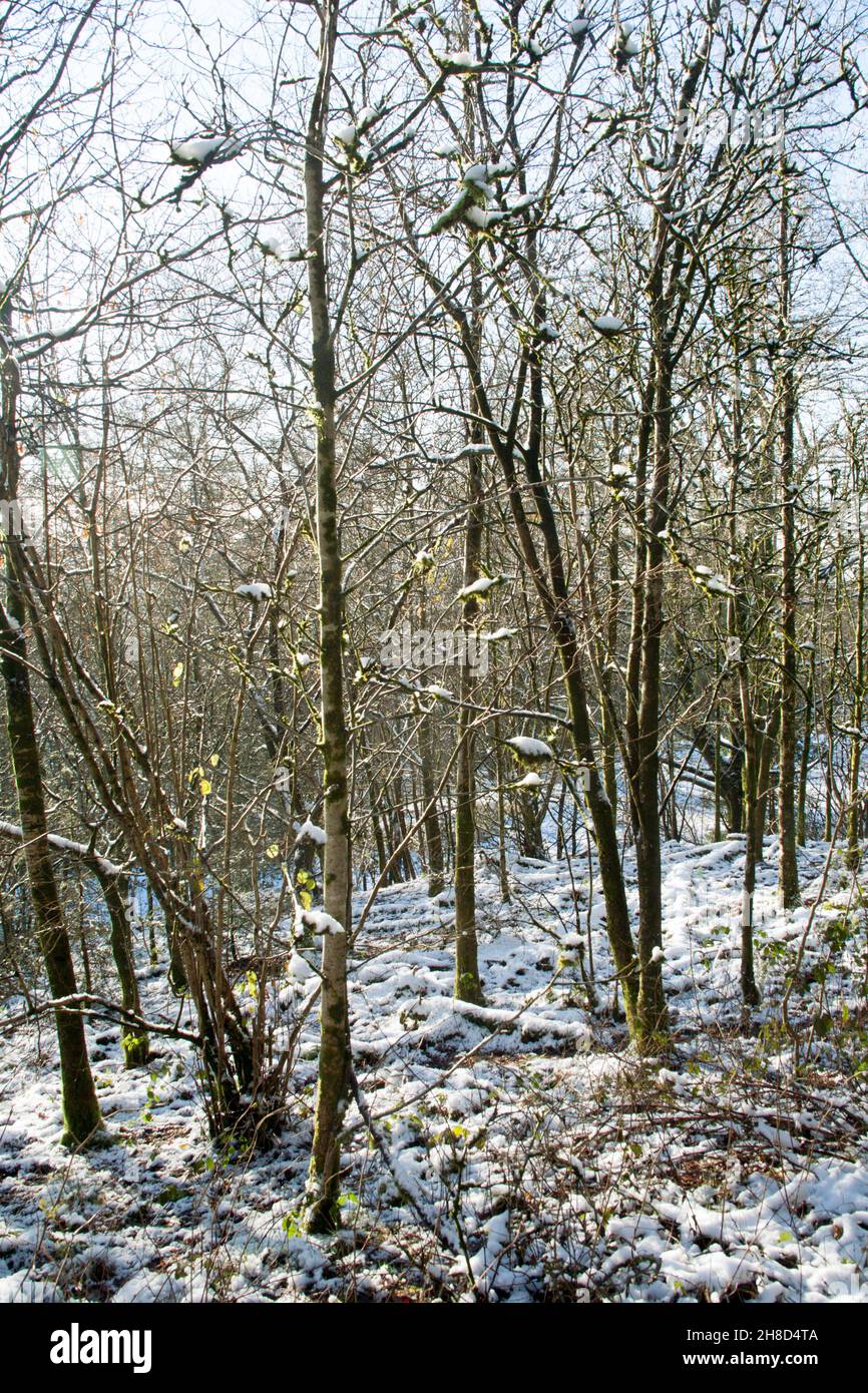 La luz del sol ilumina los bosques en un día de invierno cerca de Chapel House Farm en el Bosque Macclesfield Macclesfield Cheshire Inglaterra Foto de stock