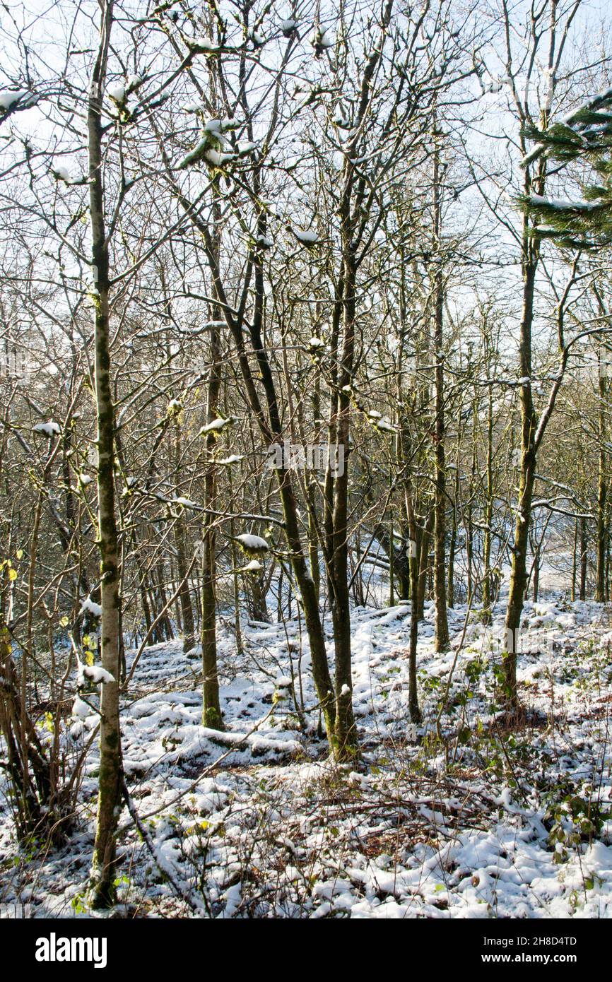 La luz del sol ilumina los bosques en un día de invierno cerca de Chapel House Farm en el Bosque Macclesfield Macclesfield Cheshire Inglaterra Foto de stock