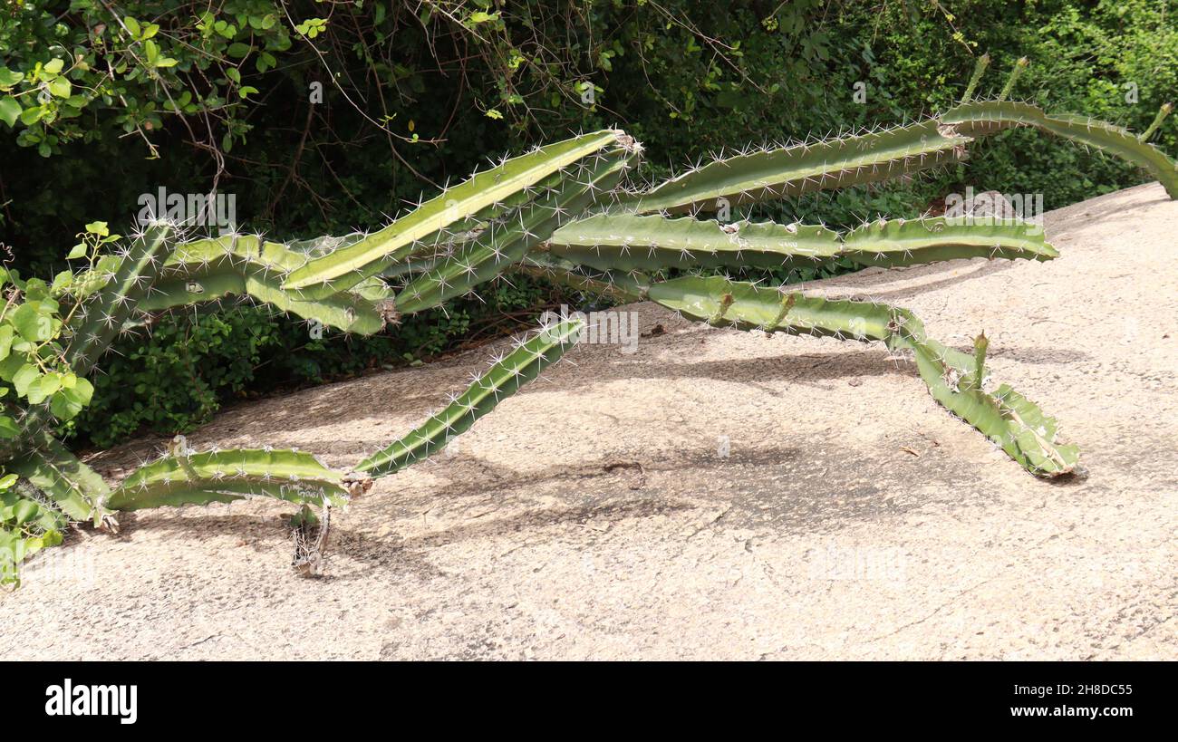 La planta crece alto en una especie de roca de cactus entre las vides verdes (Cactus pterogonus) Foto de stock