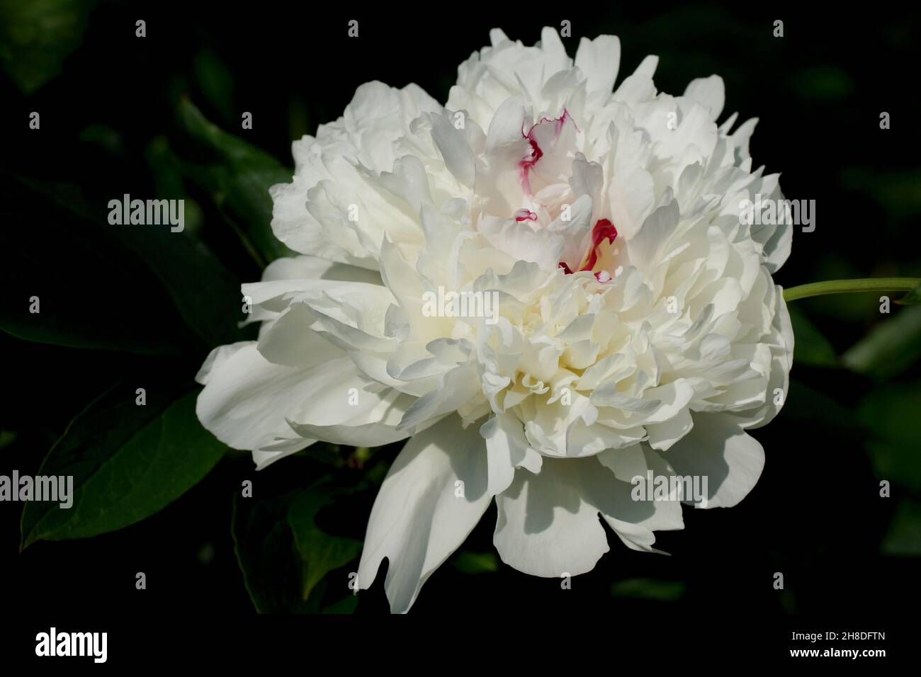 Peony Festiva Maxima. Doble flor blanca de peonías. Una flor. Foto de stock