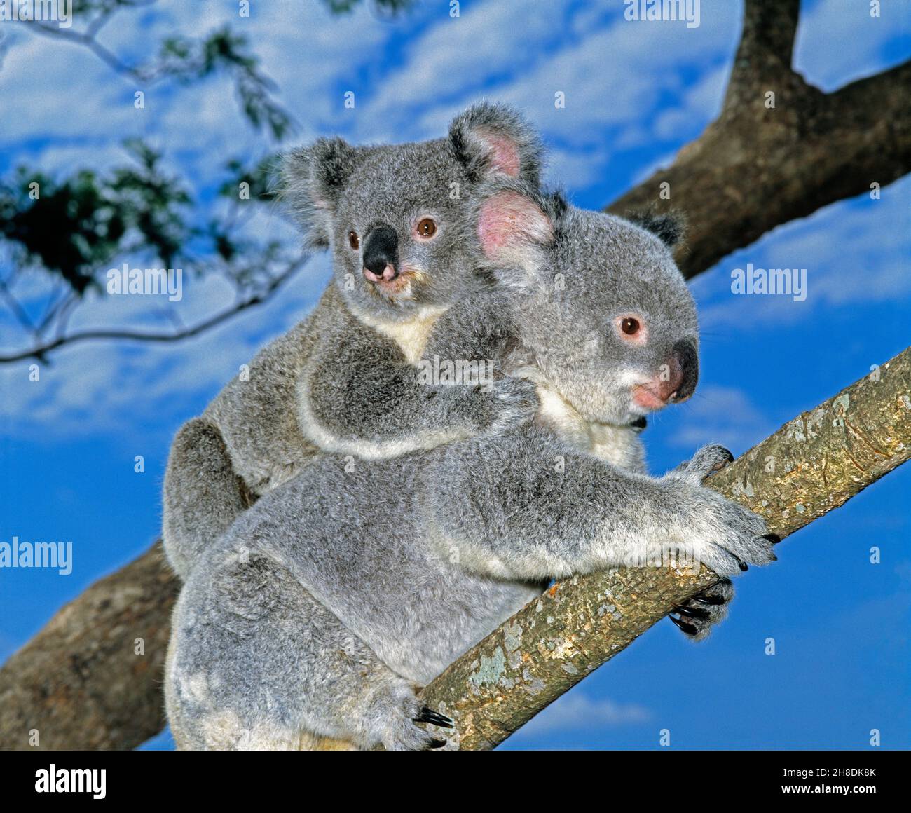 Australia. Vida salvaje. Koalas madre y bebé. Fascolarcos cinereus. Foto de stock