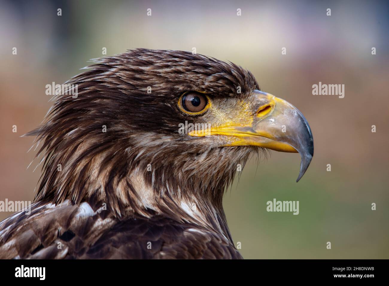 Aquila chrysaetos - El águila dorada es una especie de ave accipitriforme  de la familia Accipitridae Fotografía de stock - Alamy