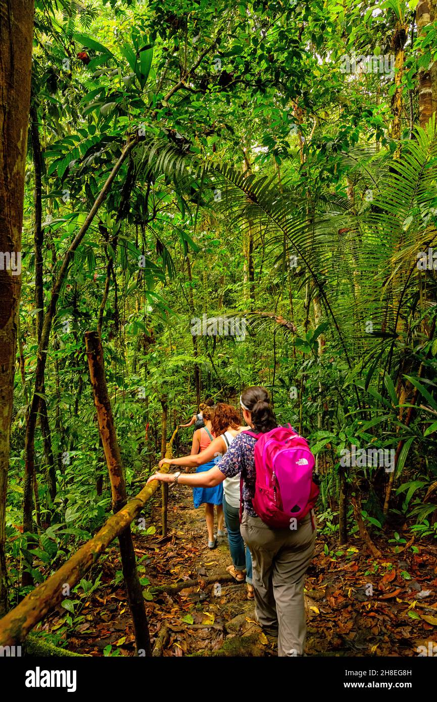 Senderismo por el sendero resbaladizo húmedo a la pasarela del dosel en la selva amazónica Foto de stock