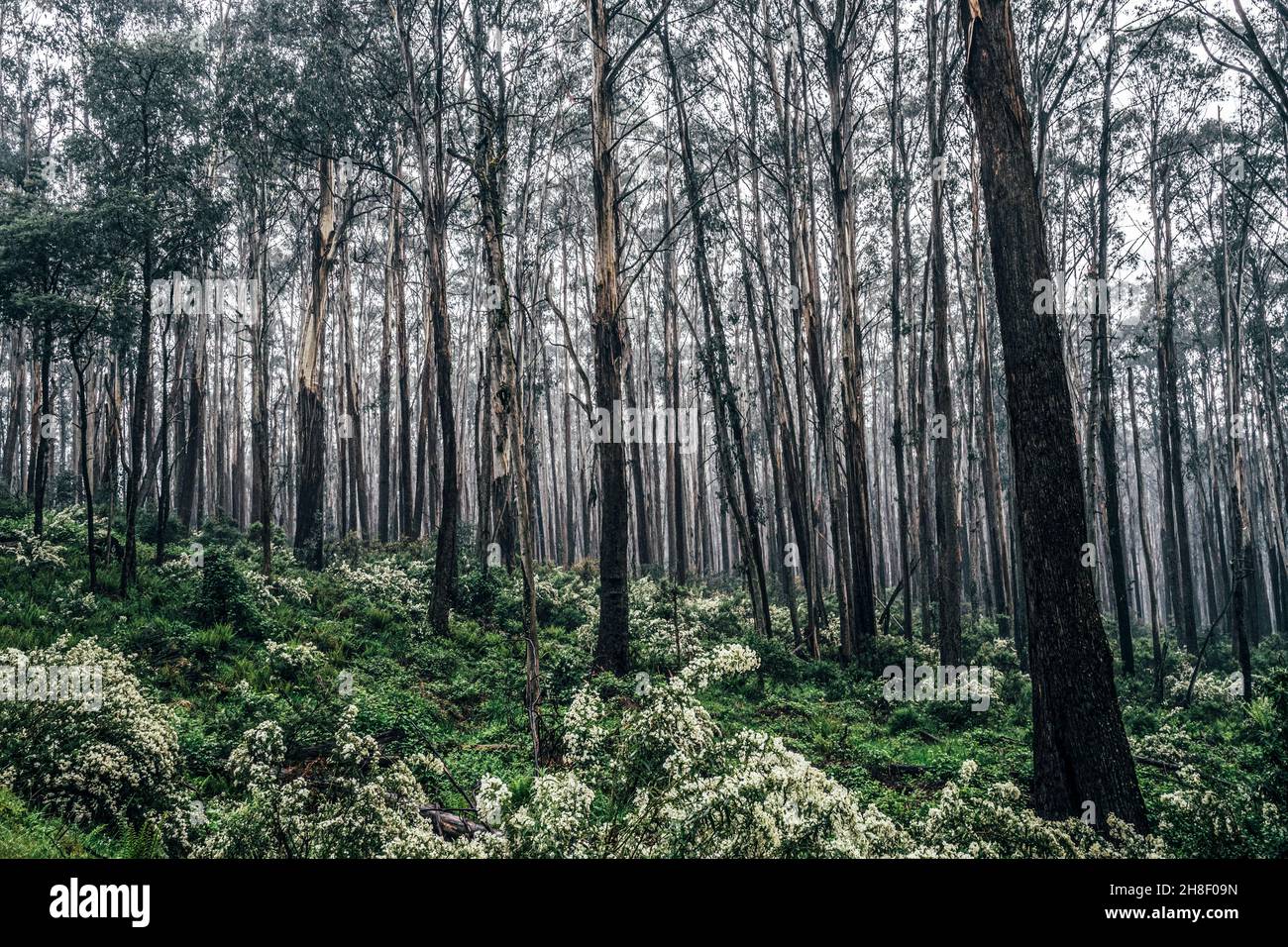 Árboles y maleza en el remoto arbusto australiano Foto de stock
