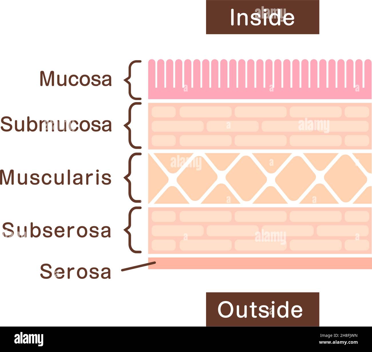Vista seccional de la pared gástrica (revestimiento del estómago) Ilustración del Vector