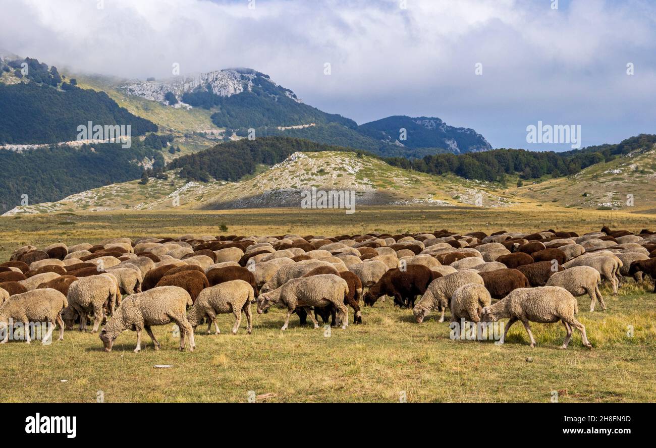 La trashumancia es la migración estacional de bandadas, rebaños y