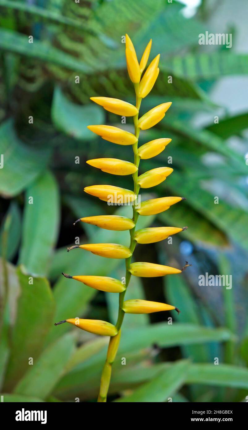 Inflorescencia de bromelias amarillas en jardín tropical Fotografía de  stock - Alamy
