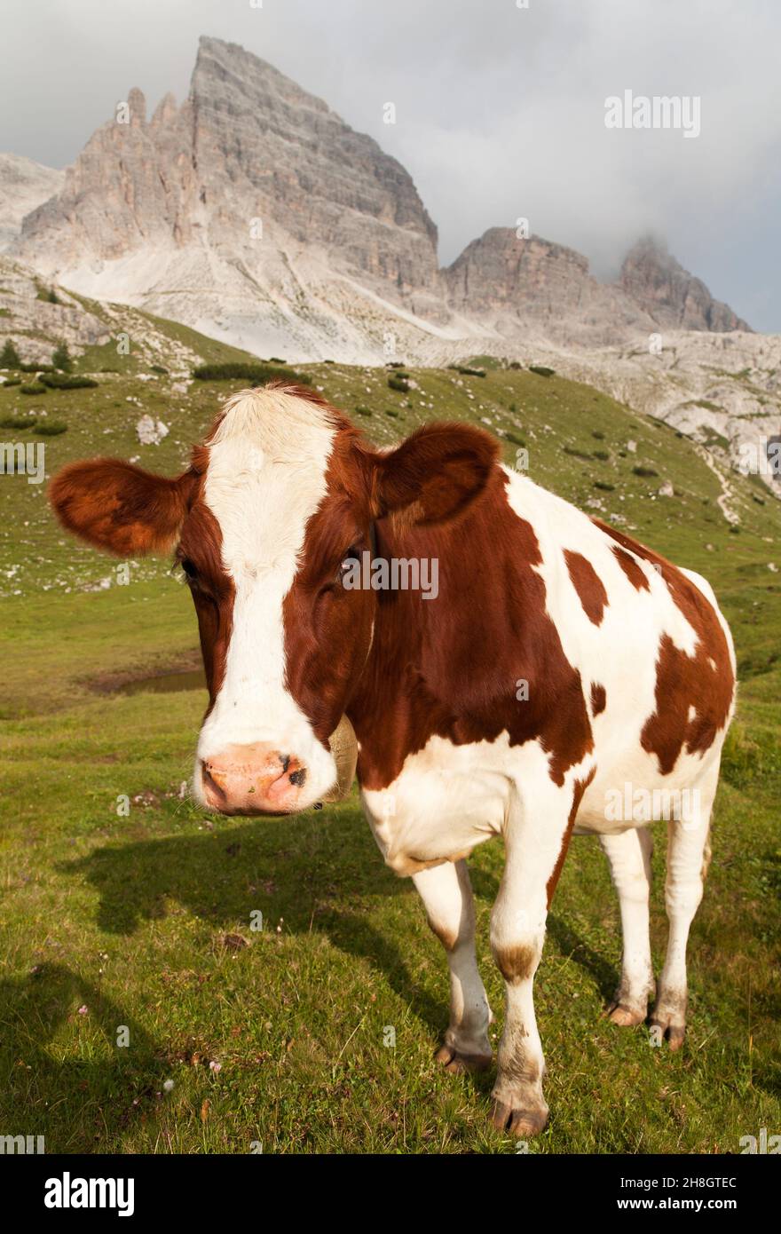 Vaca (bos primigenius taurus) en Dolomitas, Italia Foto de stock