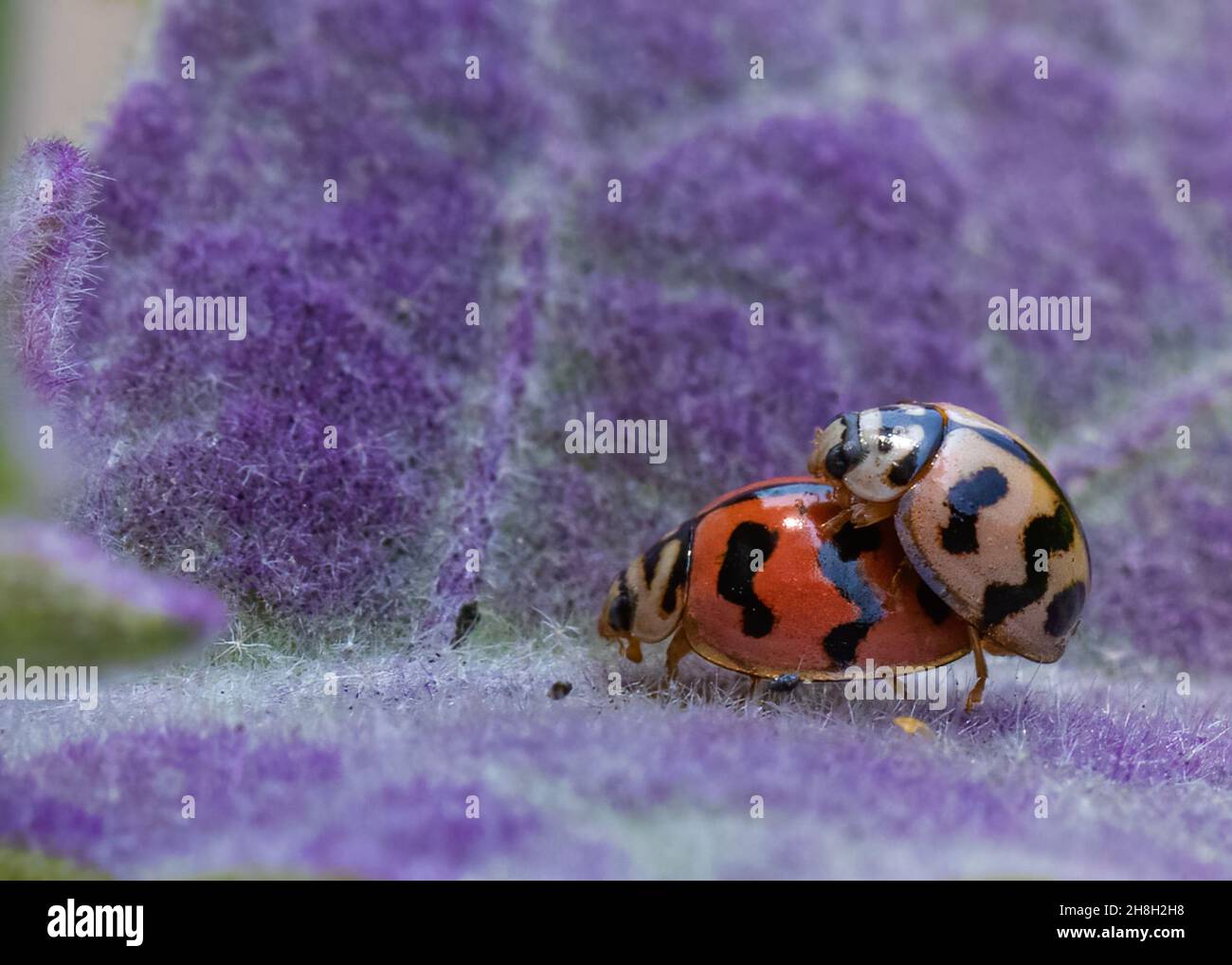 Pareja de mariquitas en hacer el amor en una hoja púrpura Fotografía de  stock - Alamy
