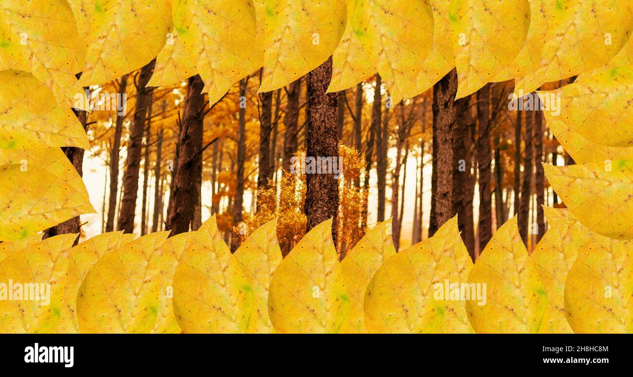 Imagen completa de árboles otoñales y hojas amarillas con espacio de copia y marco Foto de stock
