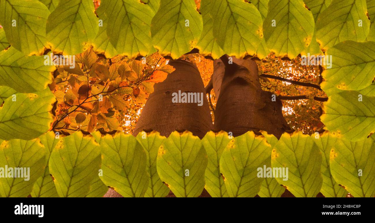 Imagen completa de árboles y hojas otoñales con espacio de copia y marco Foto de stock