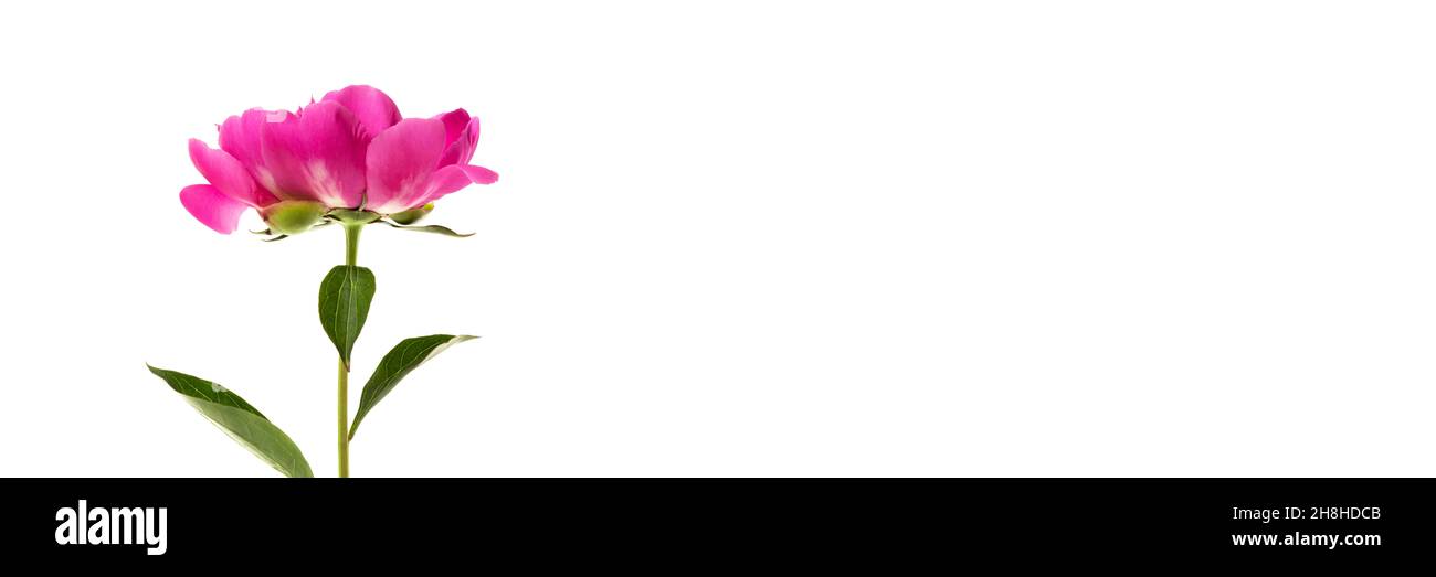 Hermosa peonía rosa aislada sobre fondo blanco. Diseño de pancarta panorámica de diseño floral Foto de stock
