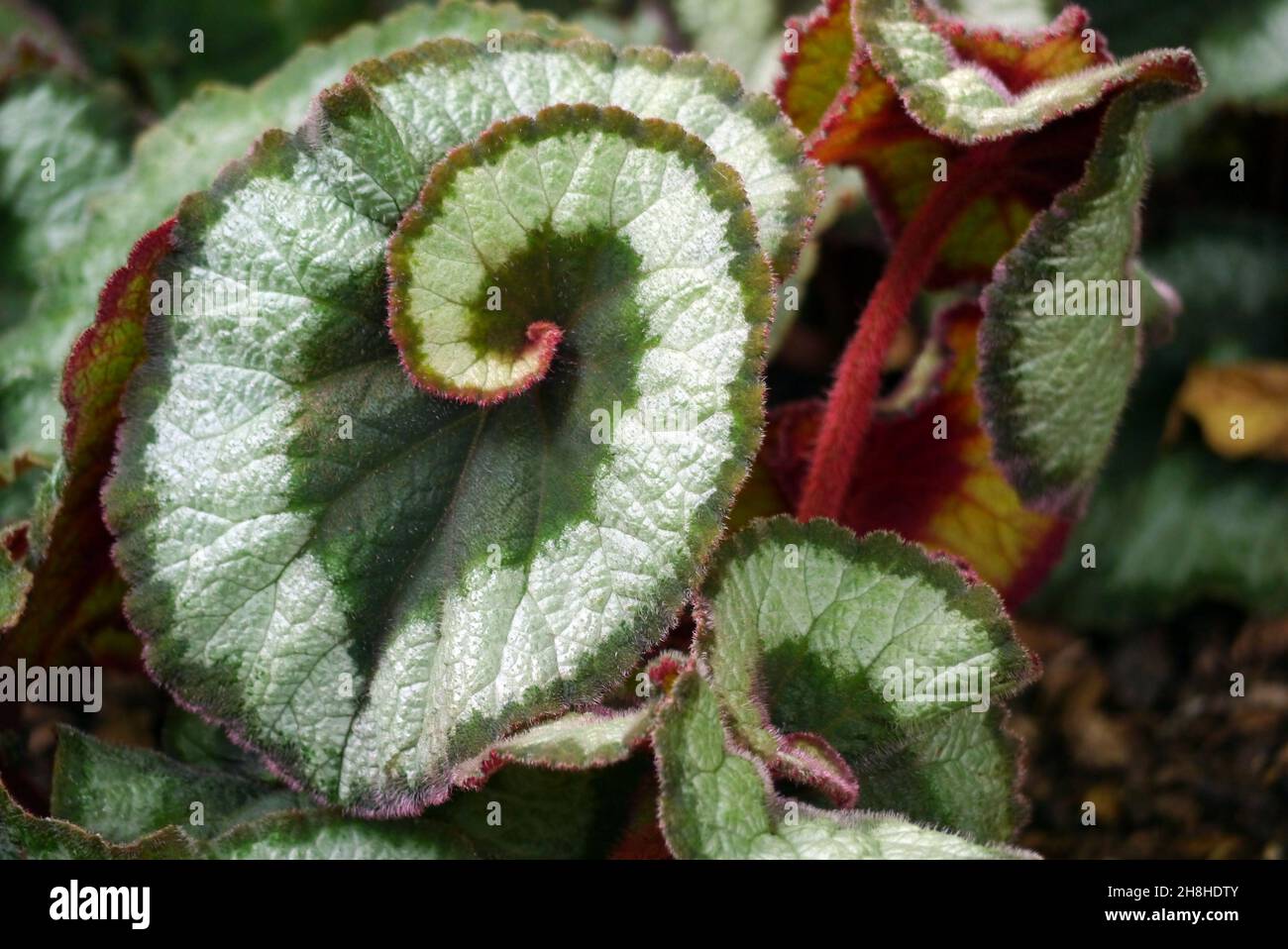 Verde claro/oscuro en espiral Begonia 'Escargot' (Rex Begonia) Hojas  cultivadas en las fronteras en Newby Hall & Gardens, Ripon, North  Yorkshire, Reino Unido Fotografía de stock - Alamy