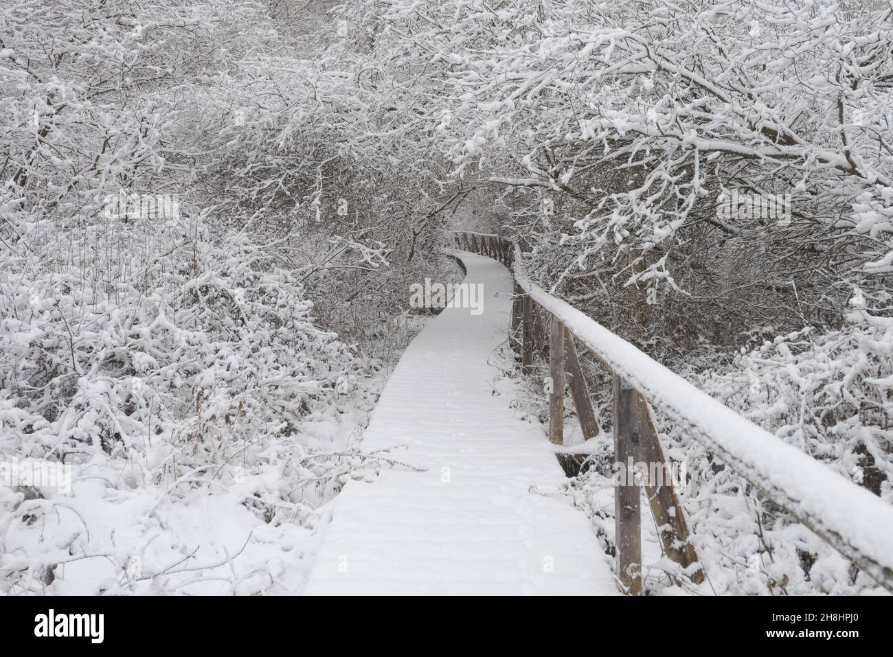 La naturaleza de madera estudia camino que conduce a través de dióxido de carbono que almacena páramos y turberas en Baviera en invierno con paisaje cubierto de nieve y árboles Foto de stock