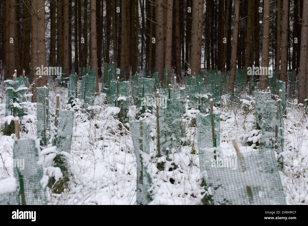 Joven plantación forestal en Baviera en invierno con paisaje nevado y árboles Foto de stock
