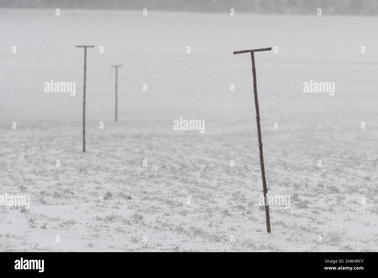 Levantados representa a aves de presa para sentarse en el campo agrícola en invierno con nieve Foto de stock