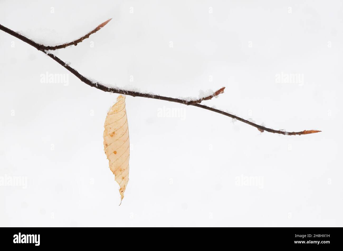 La próxima temporada de brotes de hojas de playa y solitaria última hoja en la nieve de invierno Foto de stock
