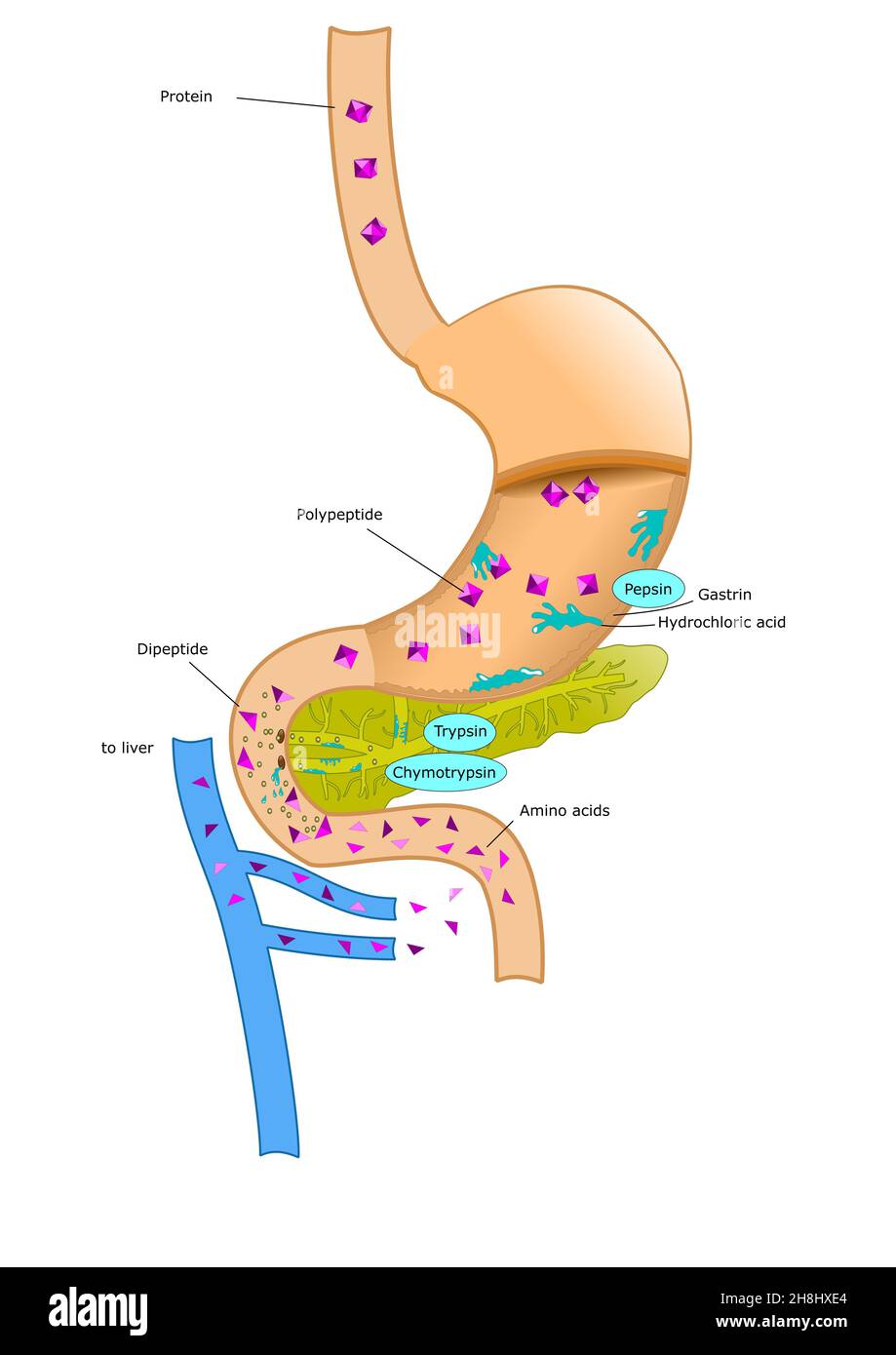 Absorción de nutrientes fotografías e imágenes de alta resolución Alamy