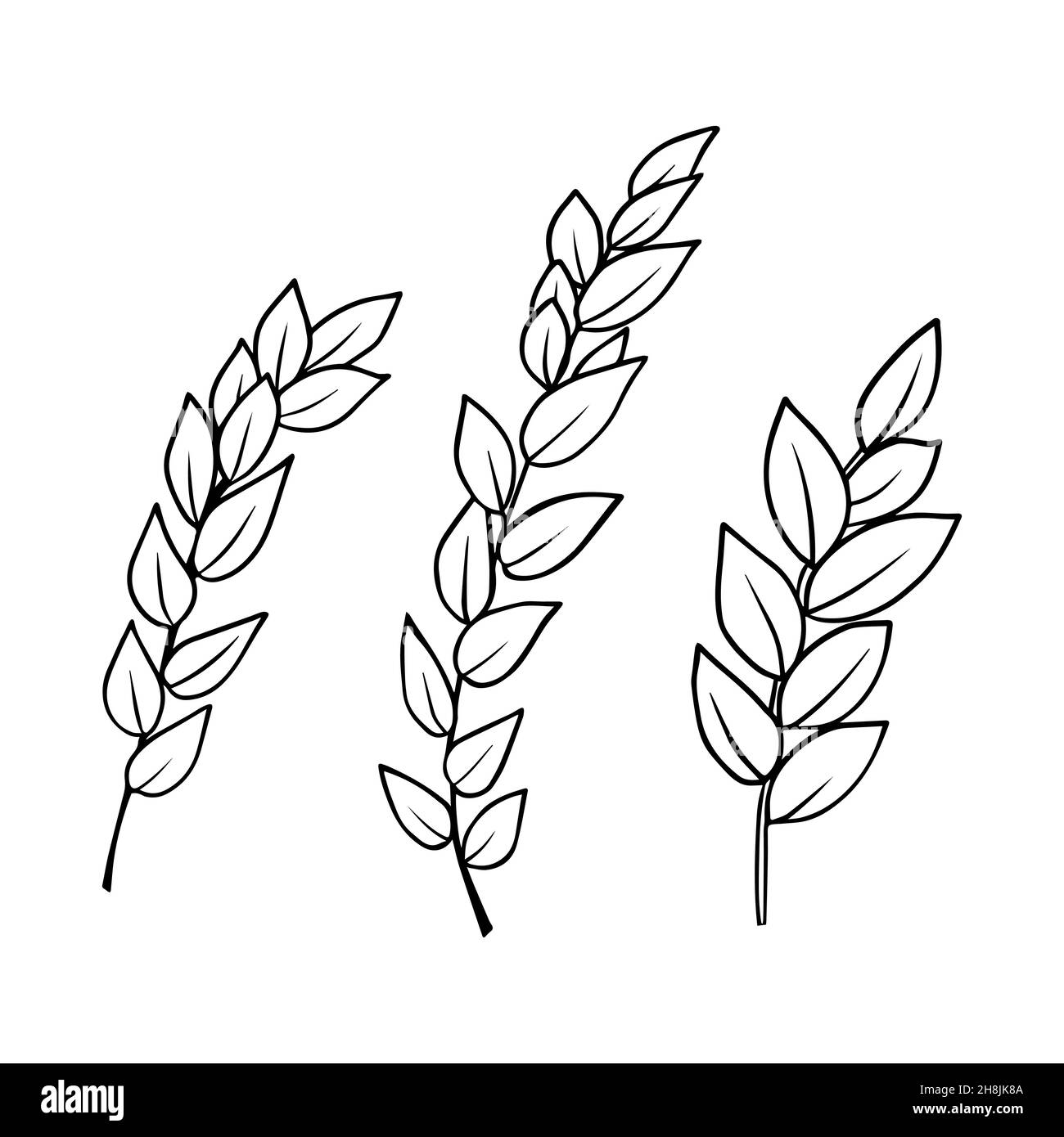 Conjunto de dibujos de contorno de una rama con láminas. Clipart vectorial aislada. Diseño botánico monocroma mínimo dibujado a mano. Ilustración del Vector