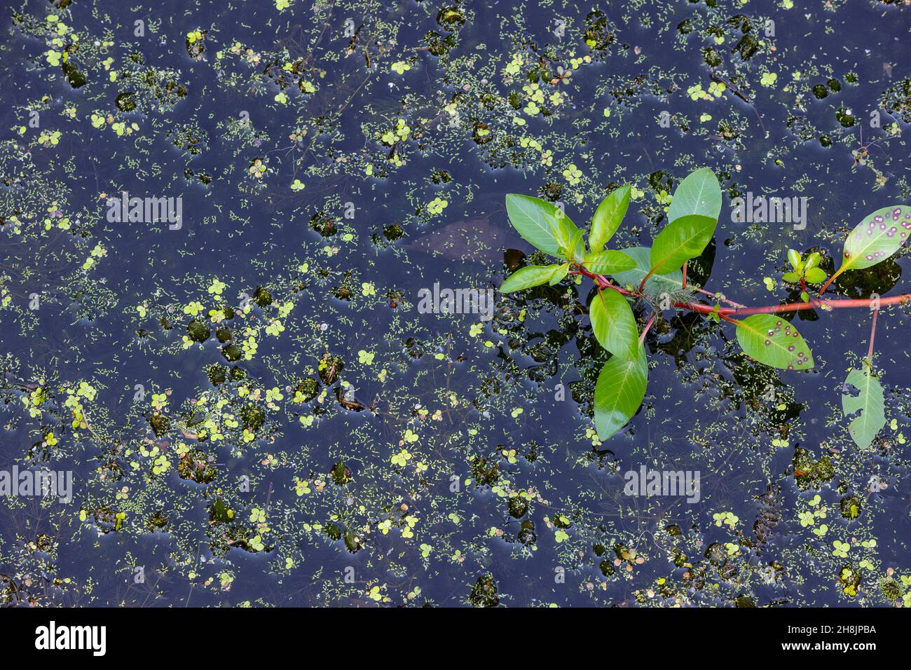 Cerca de un tallo de planta que crece sobre el agua del estanque llena de dockweed. Foto de stock