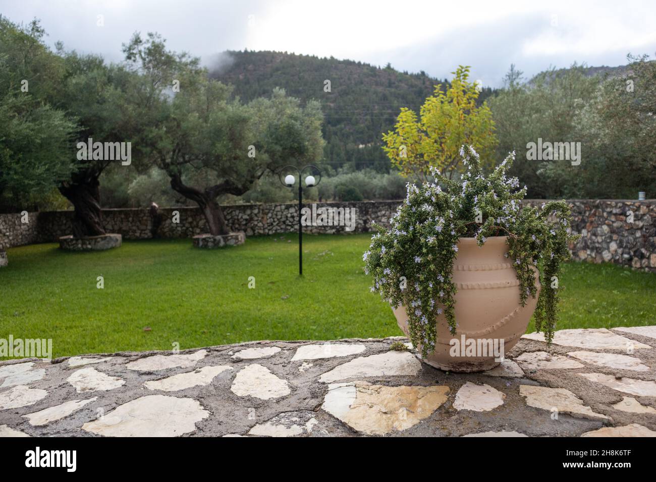 Jarrón grande con romero en verde veraniego tradicional jardín griego con olivos y paredes de piedra. Viajes de verano lugares detalles de la arquitectura Foto de stock
