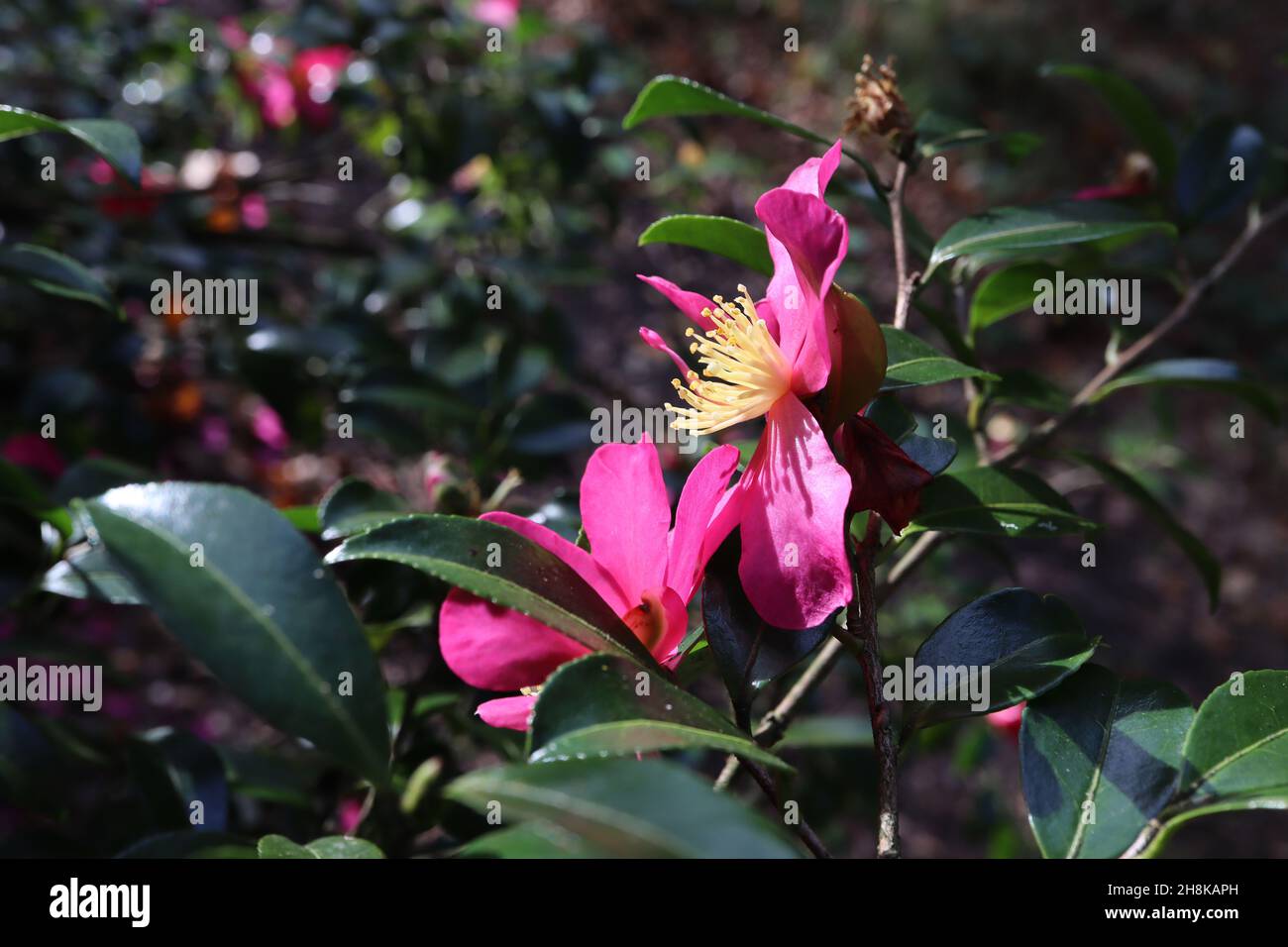 Camellia sasanqua 'Rubra' flores sencillas de color rosa intenso con estambres amarillos cortos y hojas elípticas brillantes de color verde oscuro, noviembre, Inglaterra, Reino Unido Foto de stock
