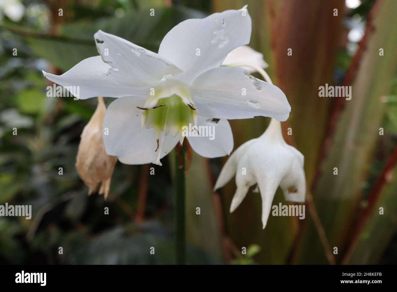 Flores parecidas a narcisos fotografías e imágenes de alta resolución -  Alamy