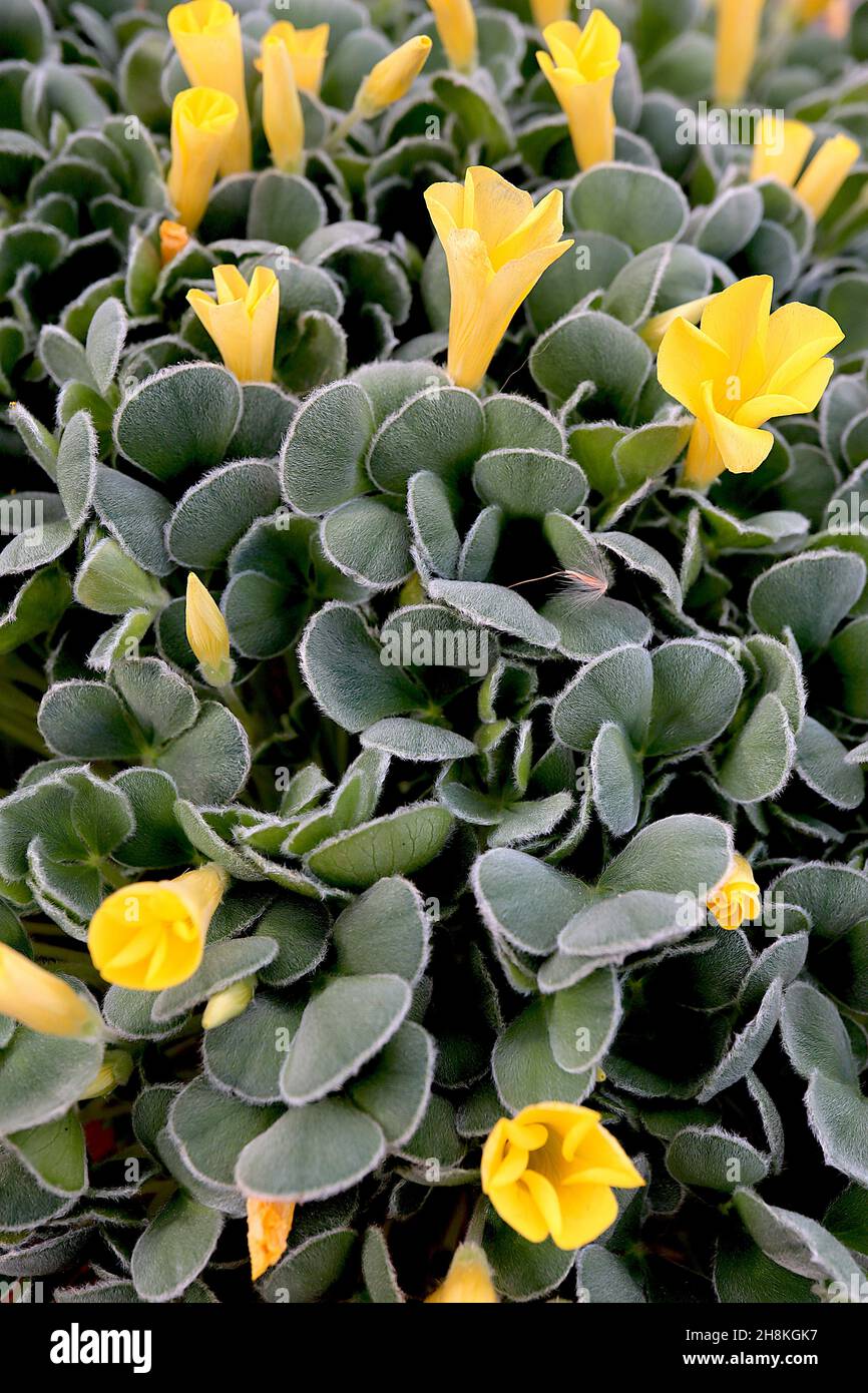 Oxalis melanostictus madera de manchas negras - flores amarillas en forma  de embudo y hojas verdes de color gris oval, noviembre, Inglaterra, Reino  Unido Fotografía de stock - Alamy