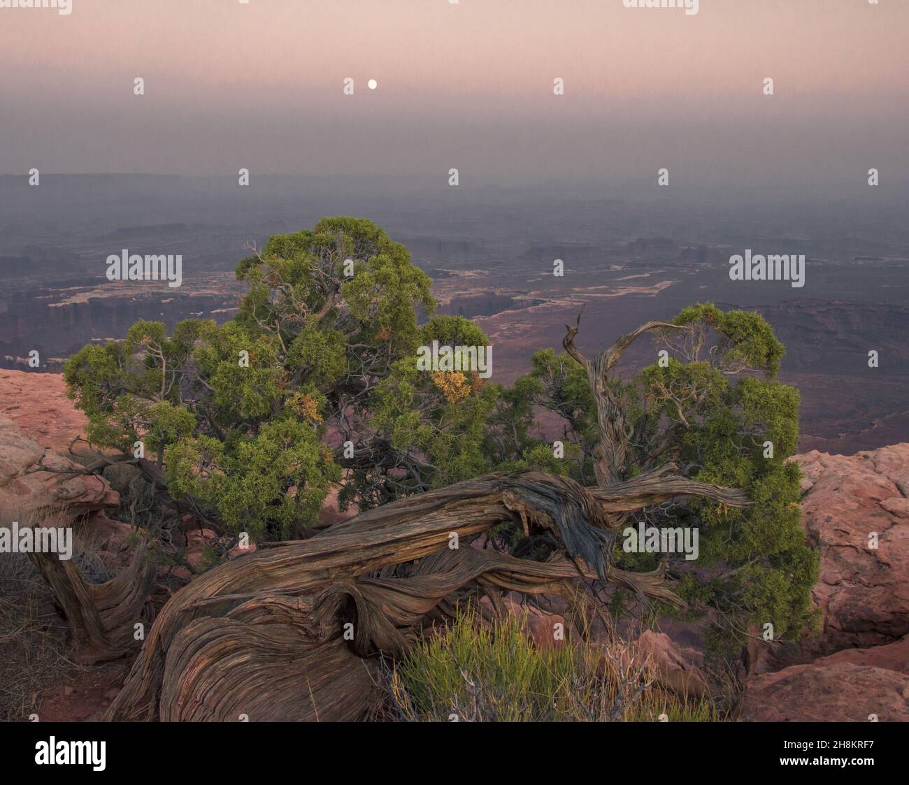 Hermosas vistas de rocas y árboles verdes brillantes, Parque Nacional Canyonlands, Utah, Estados Unidos Foto de stock