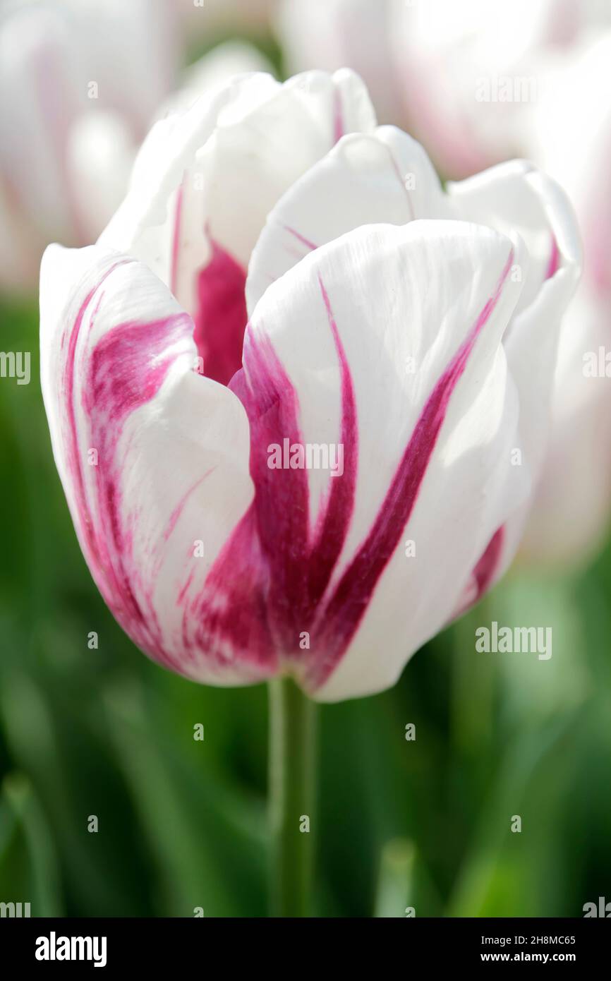 Foto de cerca de un tulipán con pétalos púrpura y blanco Foto de stock