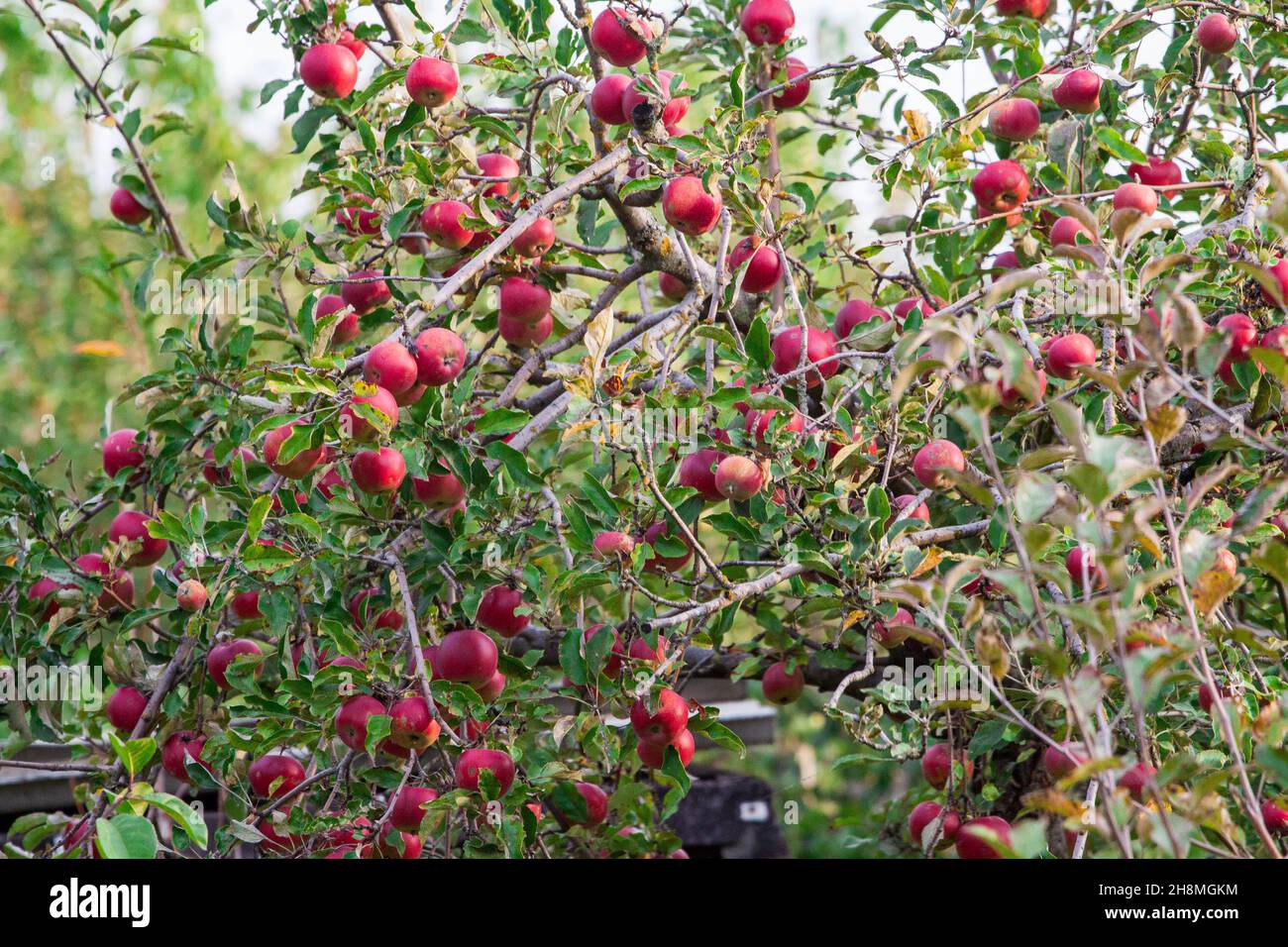 rama de manzano con muchos frutos grandes maduros de pera dulce en el jardín del granjero. Manzanas RIPE Rojas cubiertas con gotas de lluvia Foto de stock