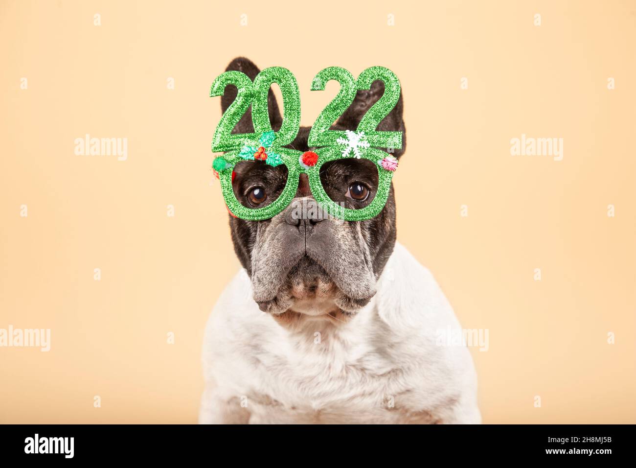 Magnífico perro bulldog francés con gafas festivas 2022. Feliz año nuevo  Fotografía de stock - Alamy