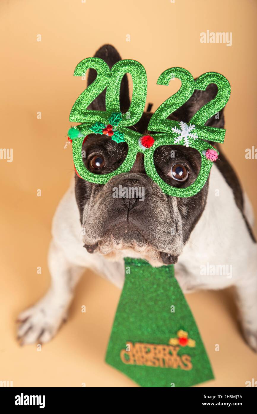 Feliz año nuevo 2022 con un perro fotografías e imágenes de alta resolución  - Alamy