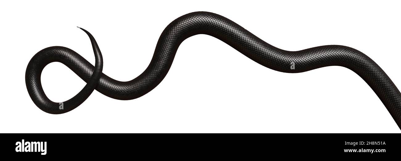 cola de una serpiente negra, aislada sobre una bandera blanca de fondo Foto de stock
