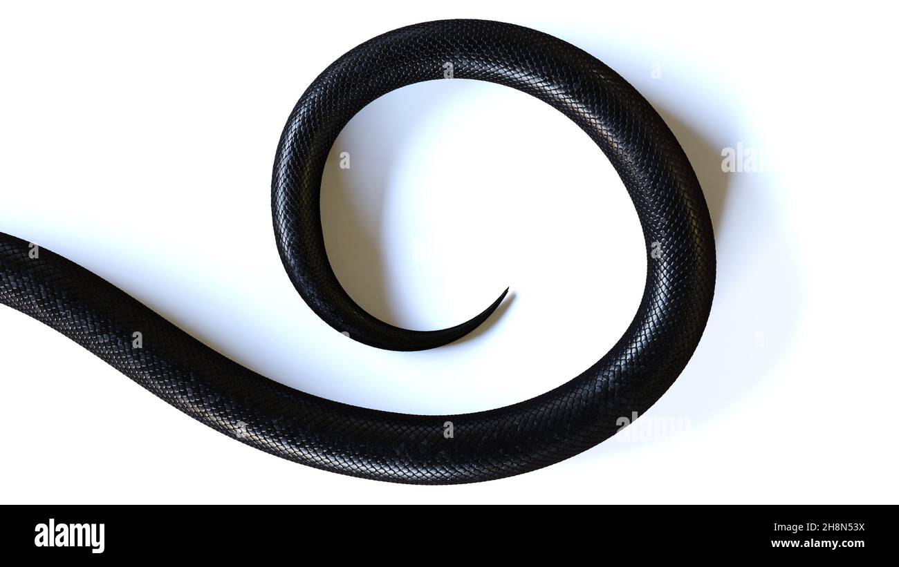 cola de una serpiente negra, aislada sobre fondo blanco Foto de stock