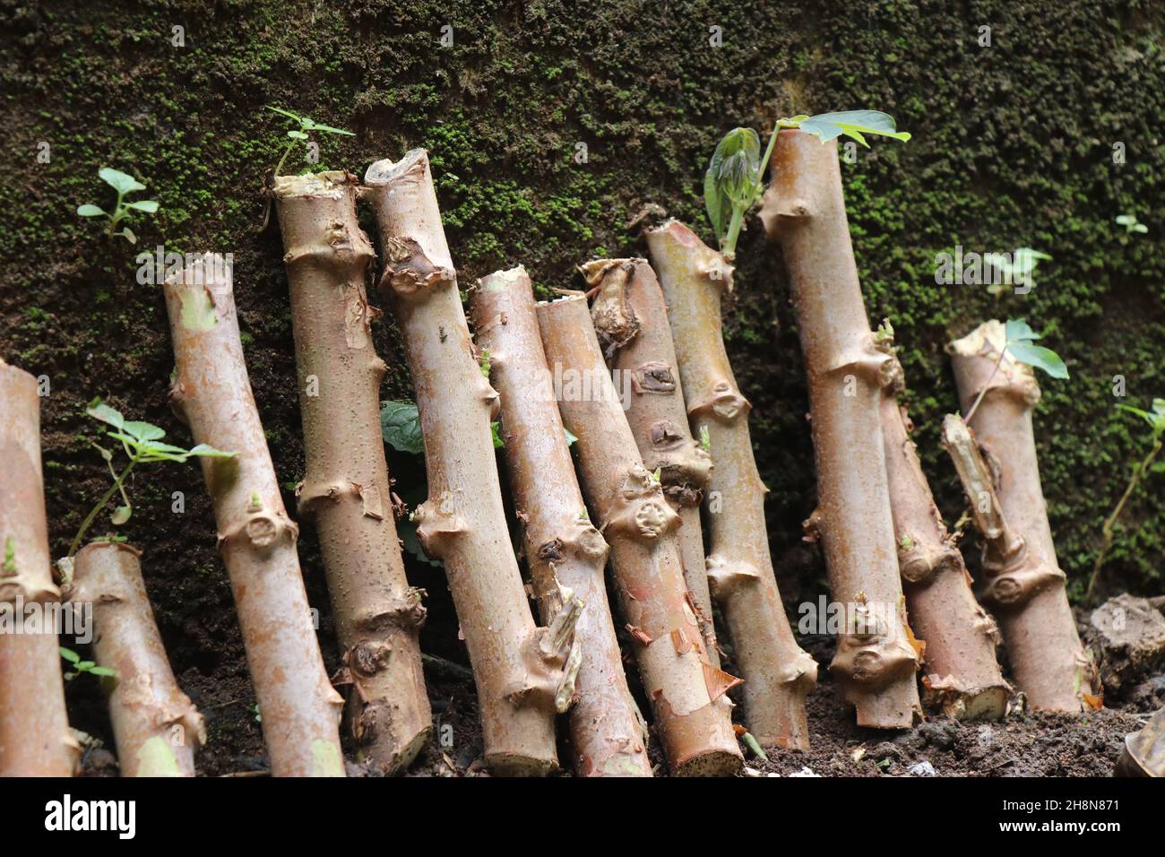 Mandioca o tallo de planta de tapioca cortado en trozos para plantación, cultivo de yuca con troncos frescos Foto de stock