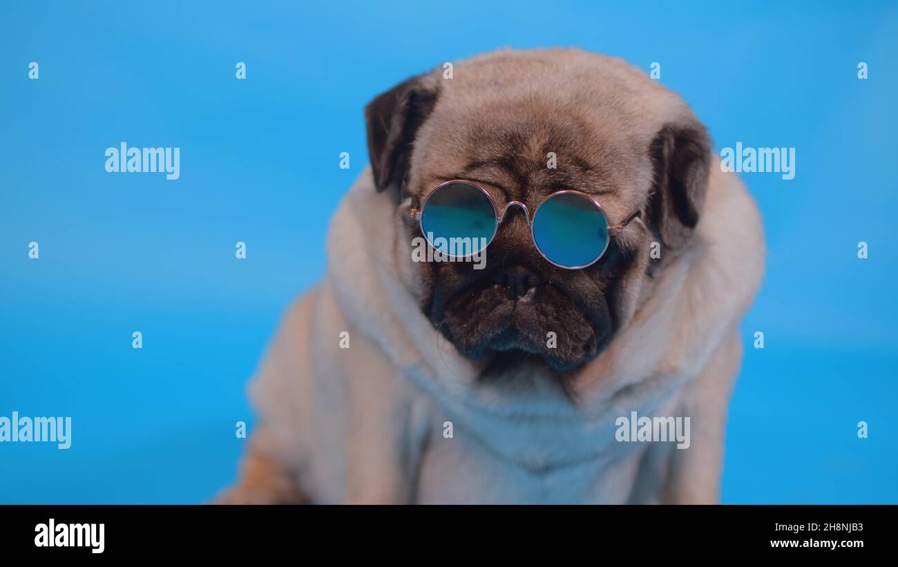 Lindo pug en pequeñas gafas de sol sobre fondo azul. Retrato de perro  relajado. Primer plano Fotografía de stock - Alamy