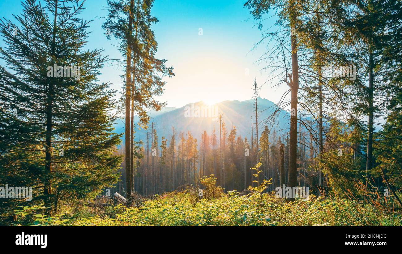 Parque Nacional de Tatra, Polonia. Amanecer sobre la montaña de verano y paisaje forestal. Sol Sunshine con la luz del sol a través de los árboles de madera por la mañana Foto de stock