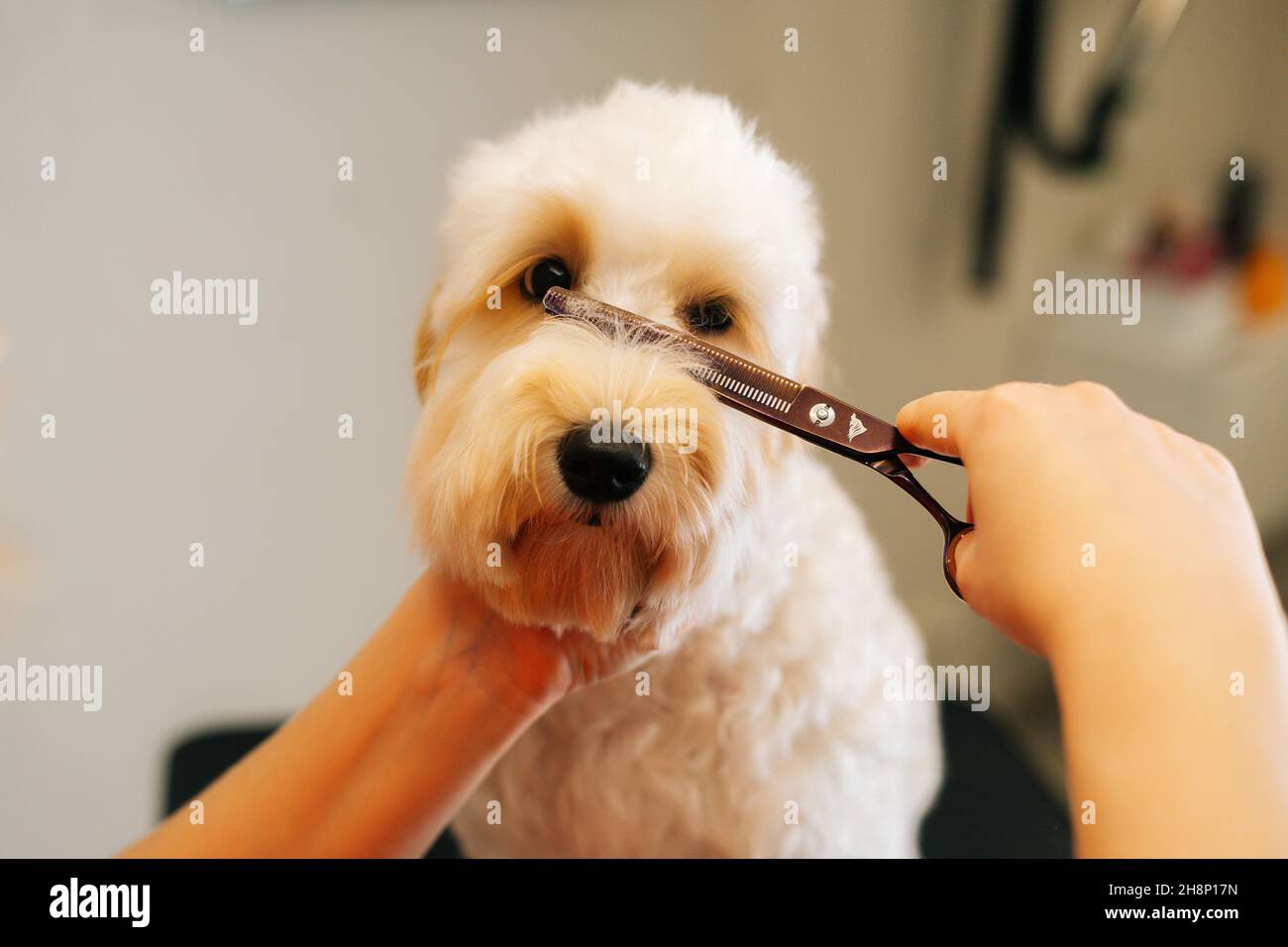 Primer plano de la mujer groomer suavemente la cara de corte obediente perro  rizado Labradoodle mirando la cámara por tijeras de peluquería en el salón  de aseo Fotografía de stock - Alamy