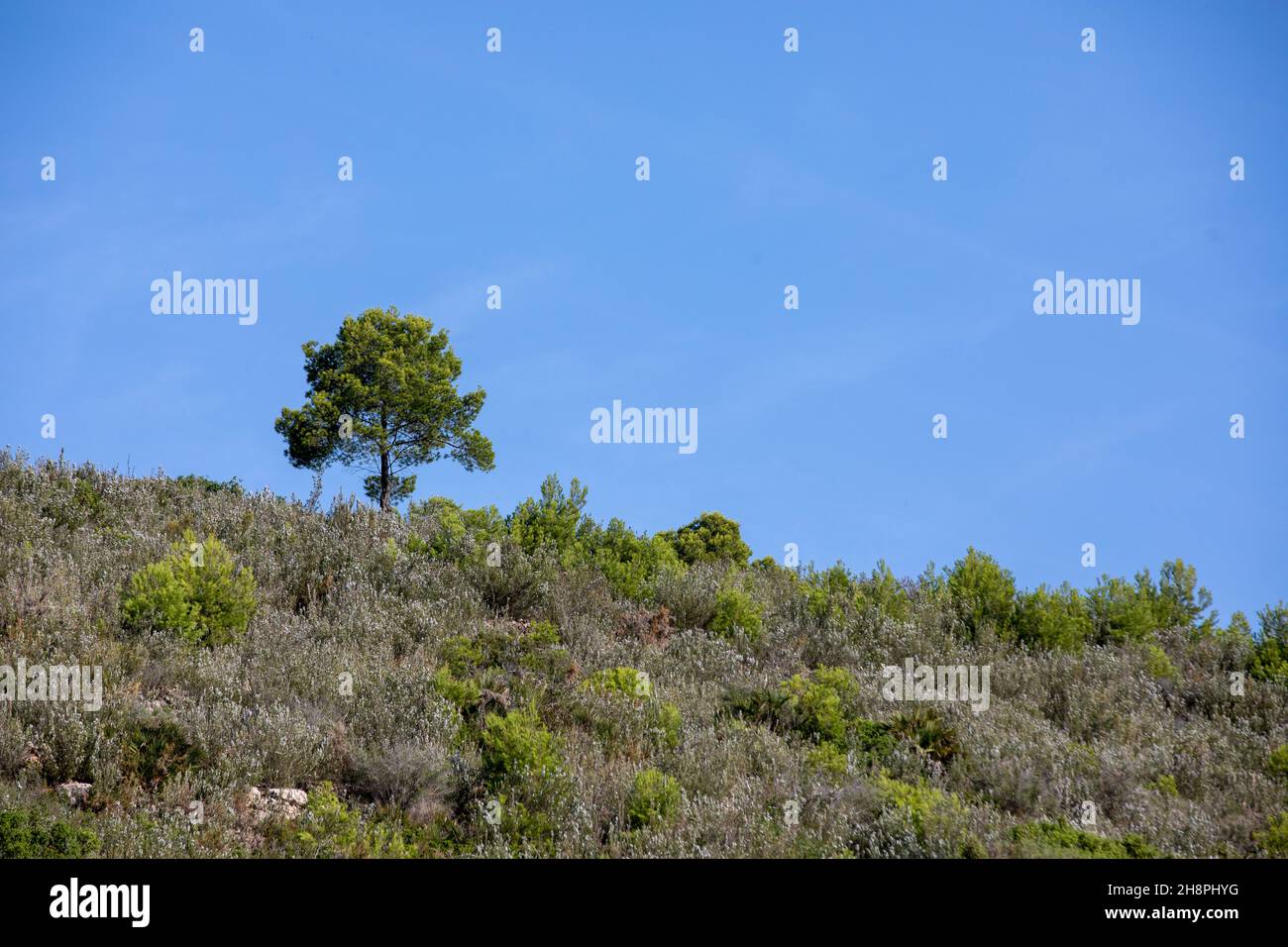 Un solo árbol en una colina Foto de stock