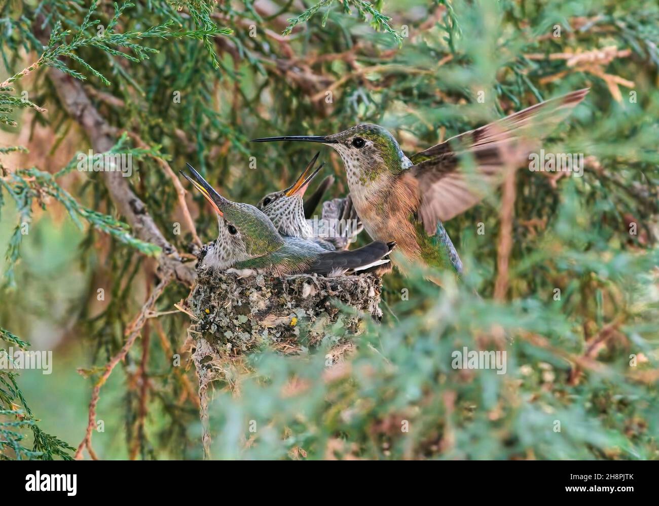 Un colibrí Mama entra para alimentar a su bebé colibríes en el nido, revoloteando por ellos mientras esperan excitedly su próxima comida. Foto de stock