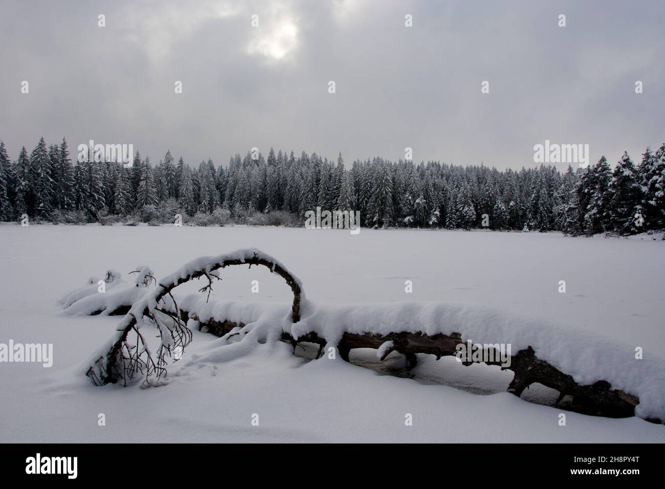 Winterliche Märchenstimmung am Moorsee Etang de la Gruere in den jurassischen Freibergen Foto de stock